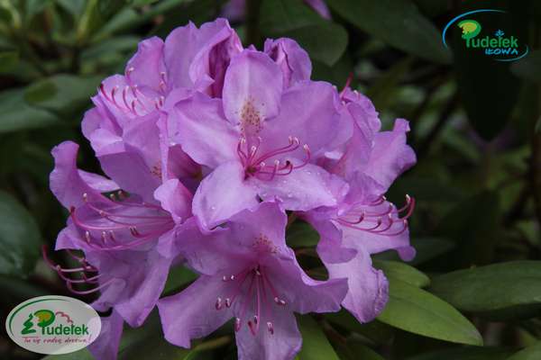 Rhododendron Catawbiense Grandiflorum